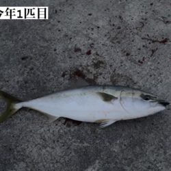 ハマチ釣れた