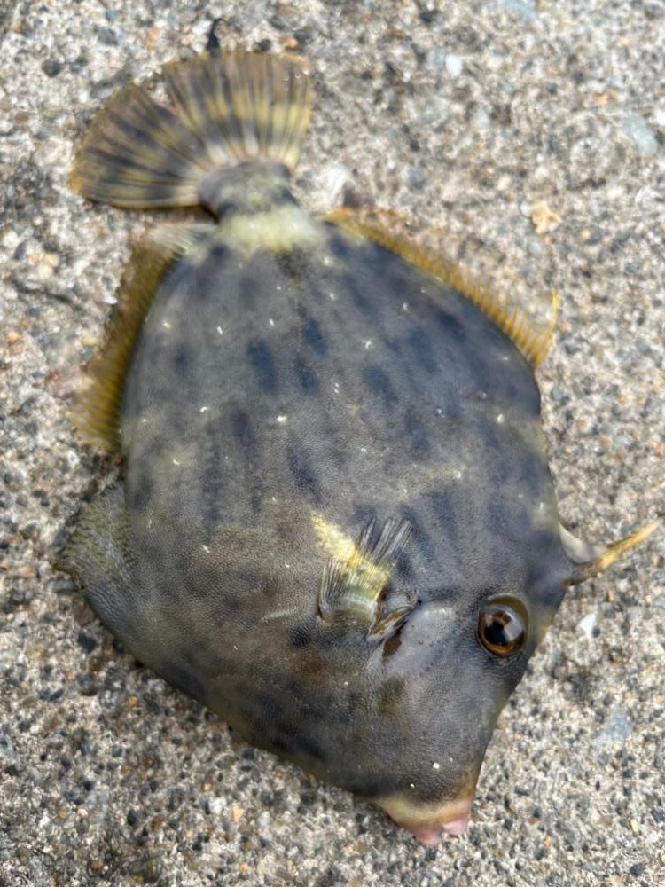 カワハギ　釣れてます