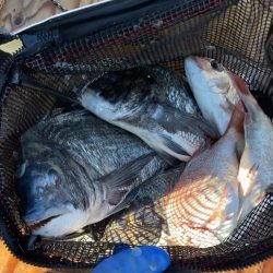 神島で釣れたイカの釣り・釣果情報 - アングラーズ
