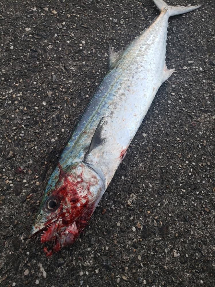 青物釣り