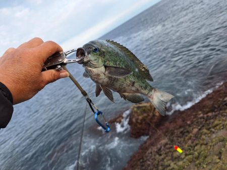 真鯛釣り