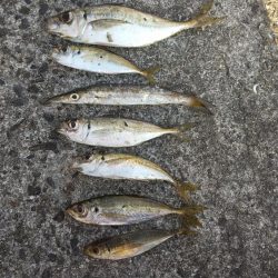 太刀魚は予定数釣れたのでアジングに！