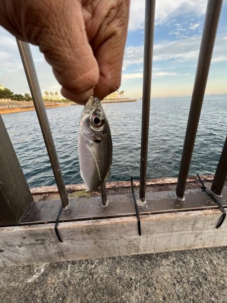 ウリボウだらけ〜秋後半の海〜