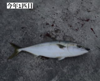 ハマチ釣れた