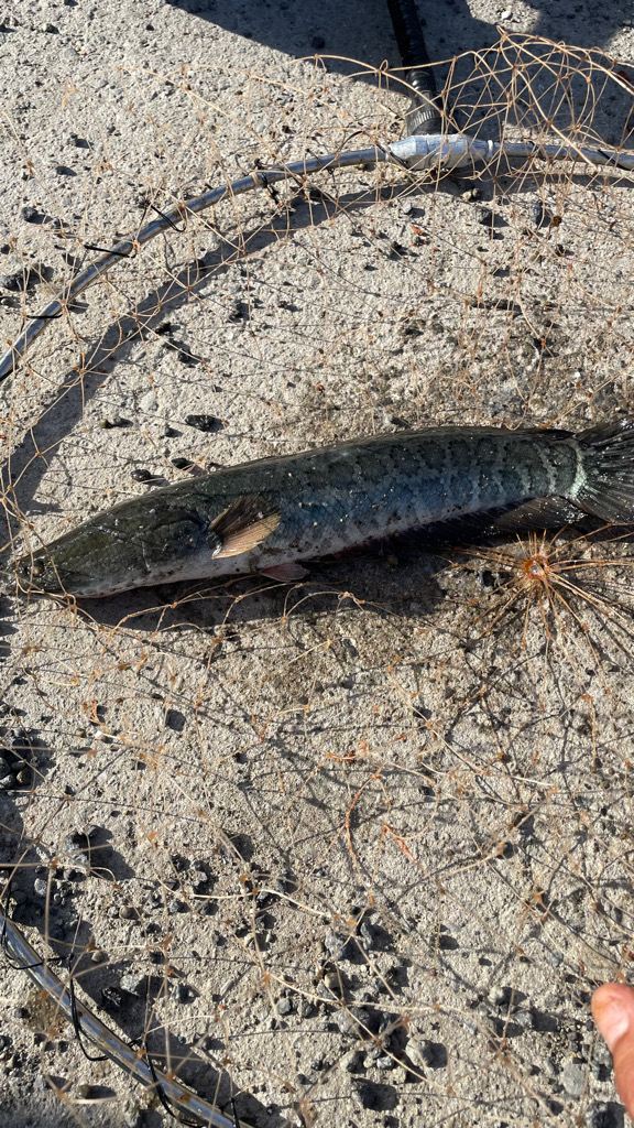 小チヌが2桁 ・・・雷魚⁈