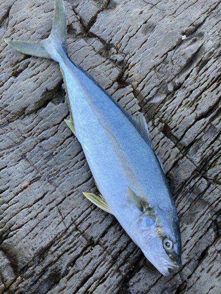 久しぶりの釣果