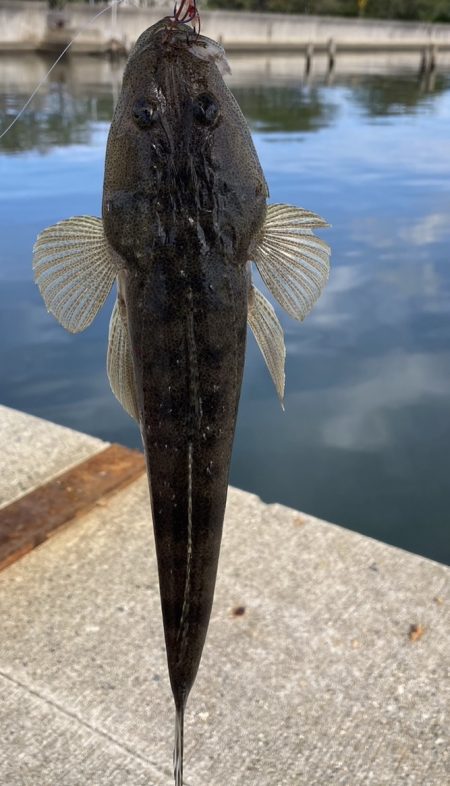 朝から釣り三昧