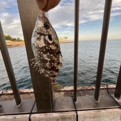 ウリボウだらけ〜秋後半の海〜