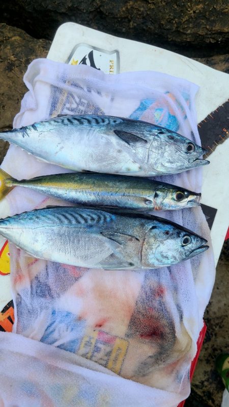 和歌山市江（吉丸渡船）でグレ釣り