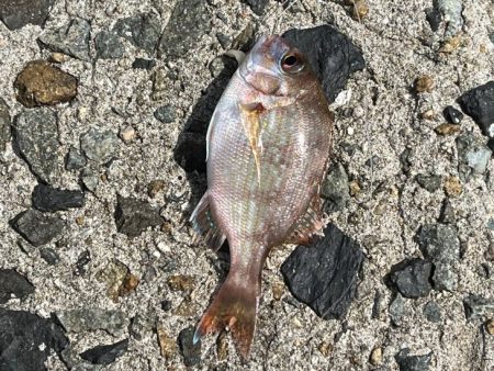 初めてのカワハギ釣り｜何とか釣れたけど根掛かり酷い