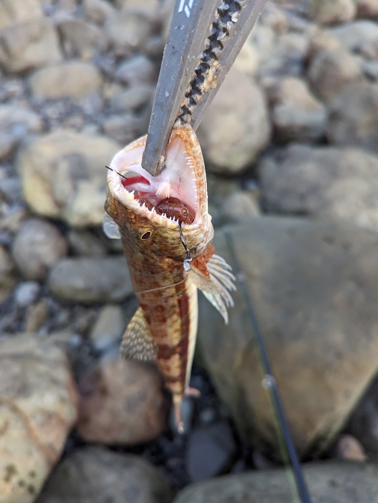 陸っぱり釣行記