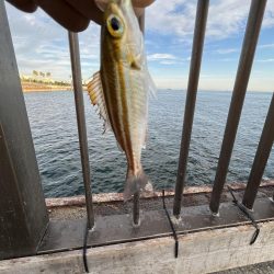 ウリボウだらけ〜秋後半の海〜