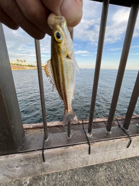 ウリボウだらけ〜秋後半の海〜