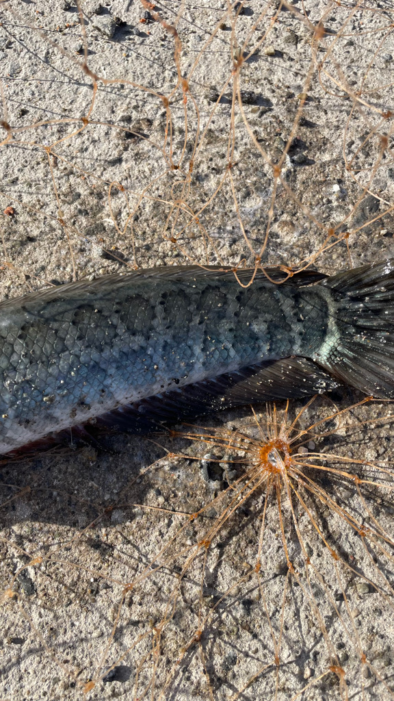 小チヌが2桁 ・・・雷魚⁈