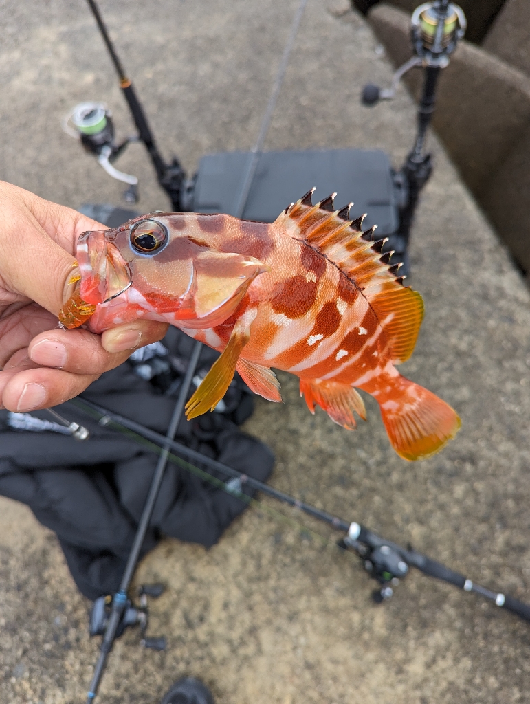 陸っぱり釣行記