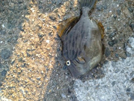 カワハギが釣りたくて