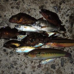 エビ撒き釣り　魚種は多いが小型