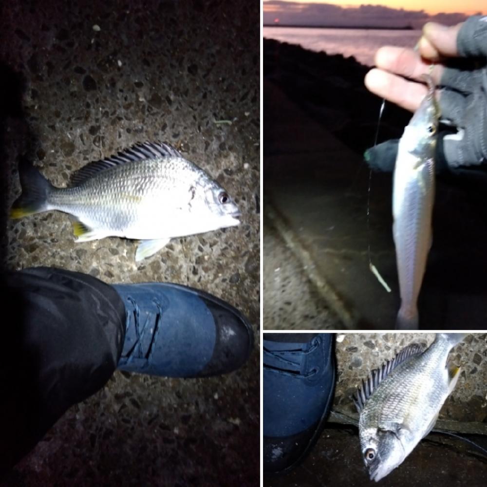 苅屋海岸のキス釣り