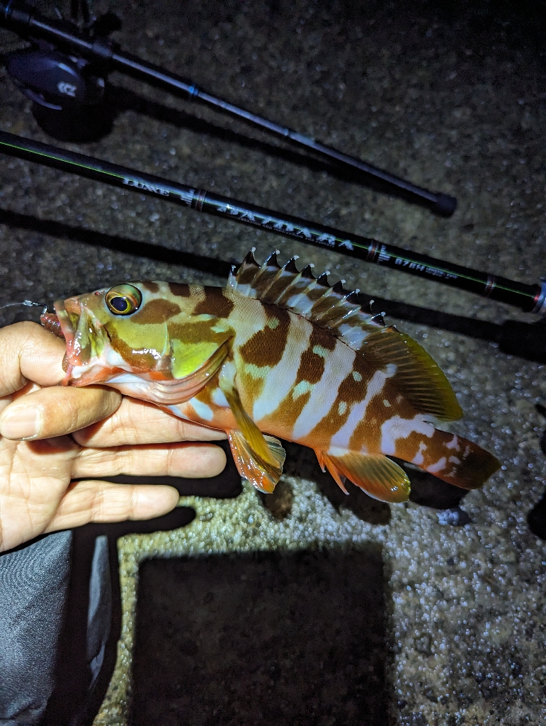 陸っぱり釣行記