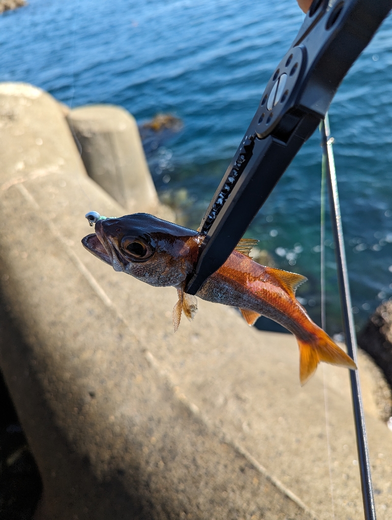 陸っぱり釣行記