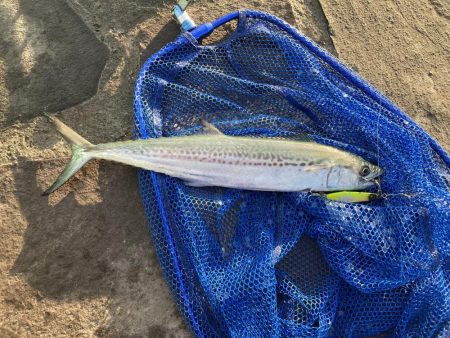 内浦湾の恵み