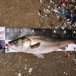 箱崎埠頭で釣れたシログチの釣り・釣果情報 - アングラーズ