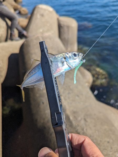 陸っぱり釣行記