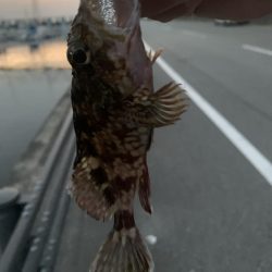 夕まずめの1時間釣行