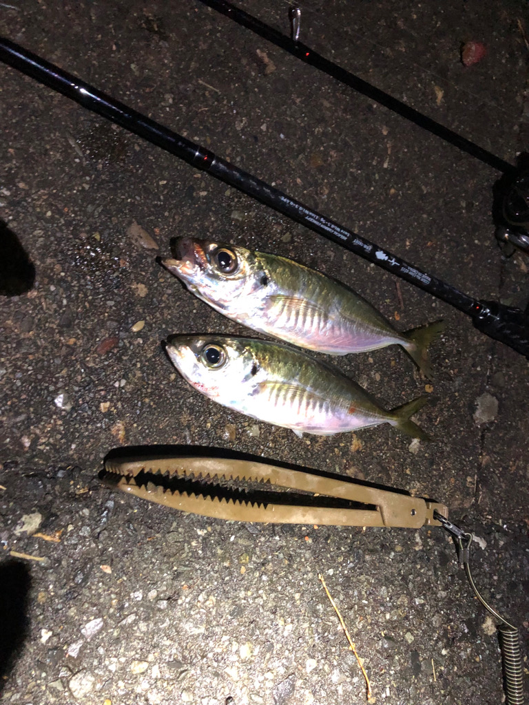 なめろうが食べたくて