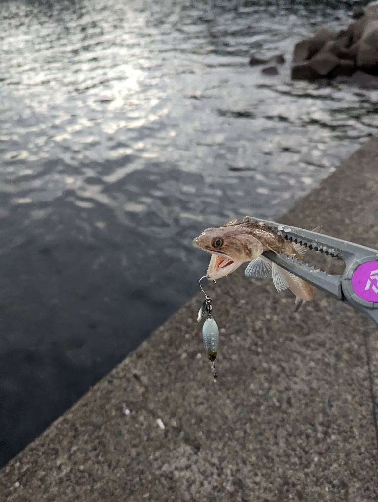 陸っぱり釣行記