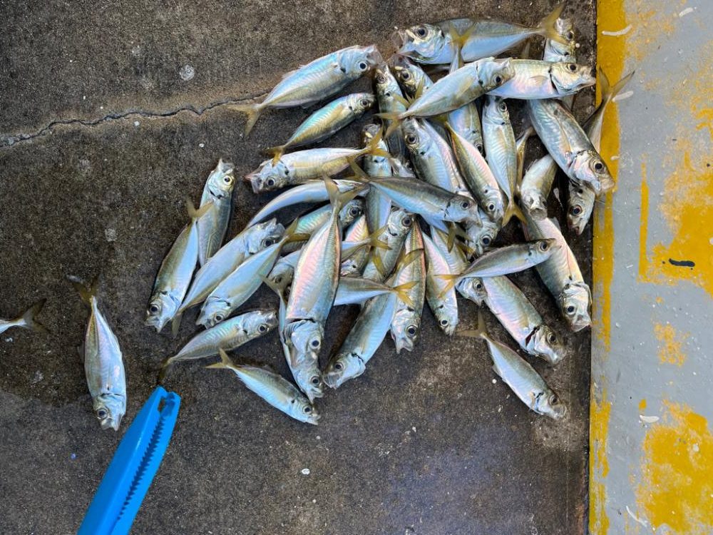 大アジ釣れました