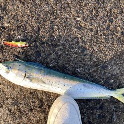 釣り納めはペンペン祭り