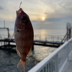 真鯛と夕日