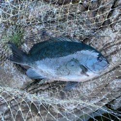 グレ狙いで釣り納め