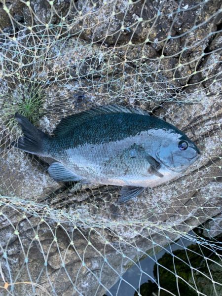 グレ狙いで釣り納め