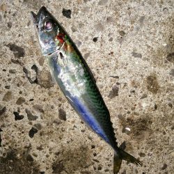 まだ釣れてます