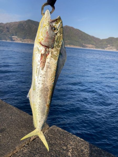 釣り納めはペンペン祭り