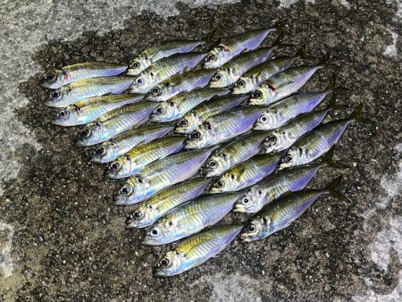 良型は釣れないが豆アジなら無限モードです！