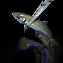 陸っぱり釣行記