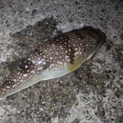 マダイ狙いのカゴ釣り🎣