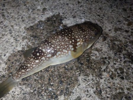 マダイ狙いのカゴ釣り🎣