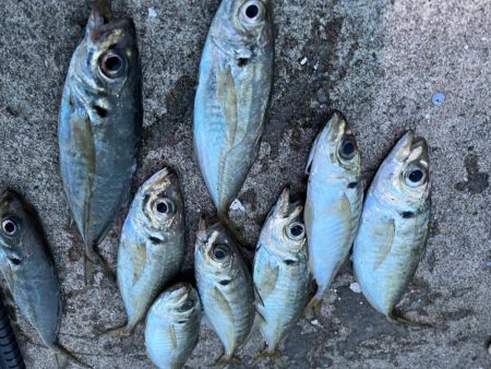 大アジまだ釣れてます