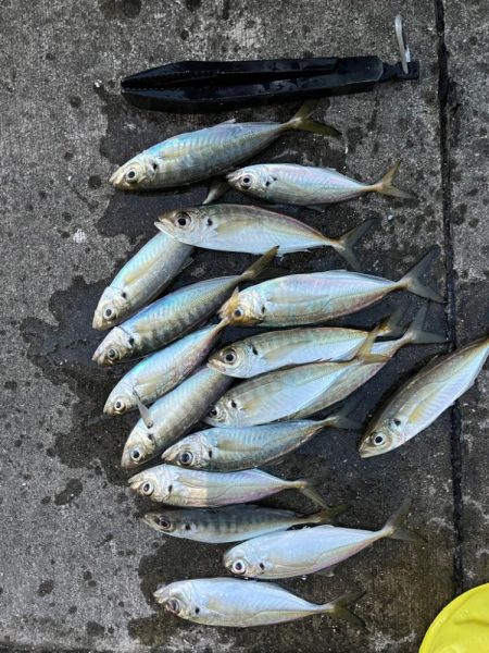 大アジよく釣れました