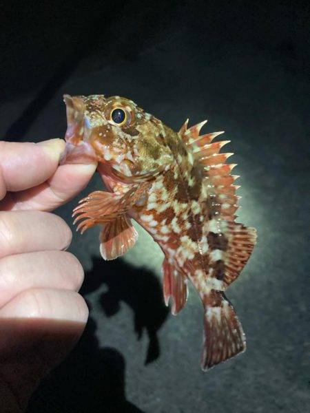 厳しい釣り納め