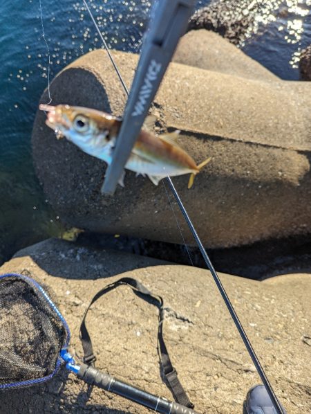 陸っぱり釣行記