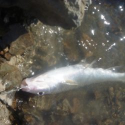 1月の淡水魚