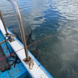 チニング　今年初釣行