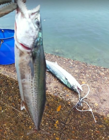 先週のサゴシ釣行に味をしめ