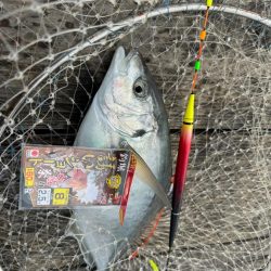 釣堀紀州で真鯛、シマアジ爆釣