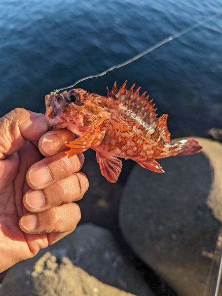 陸っぱり釣行記